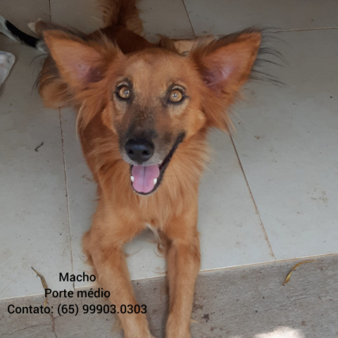 Cachorro para ado&ccedil;&atilde;o