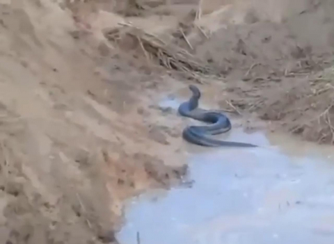 cobra sinop.jpg