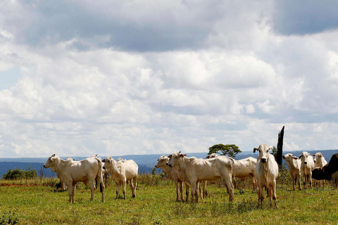 fazenda gado mato grosso.jpg