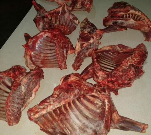 carne de catetu