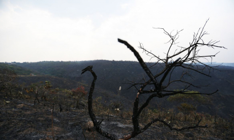cerrado queimadas.jpg