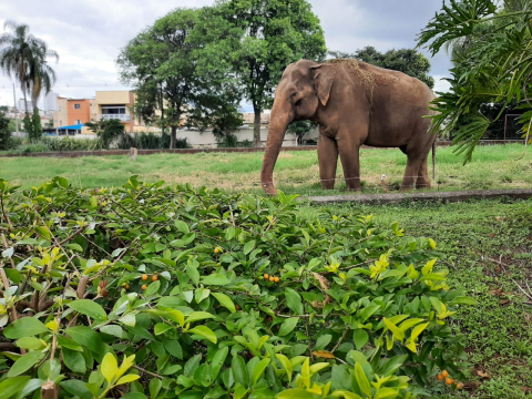 Elefante Sandro