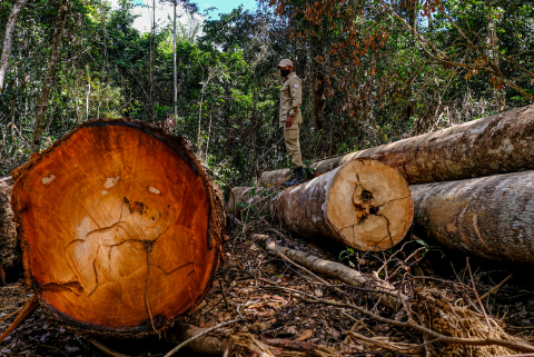 Desmatamento Amazônia