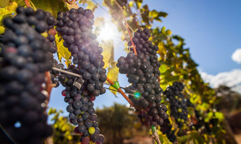 uva vinicola