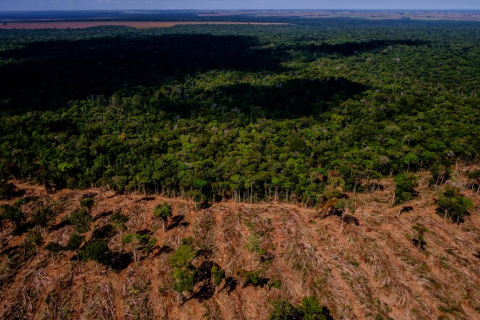 desmatamento amazonia governo de mt.jpg