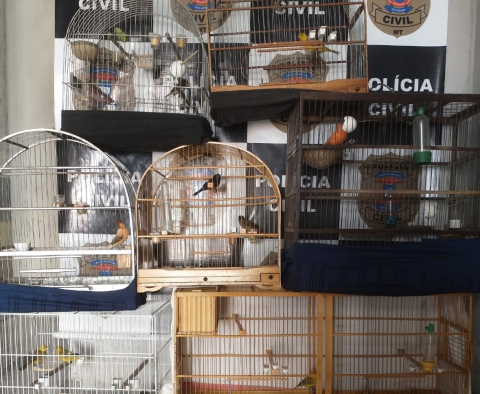 p&aacute;ssaros silvestre apreendidos