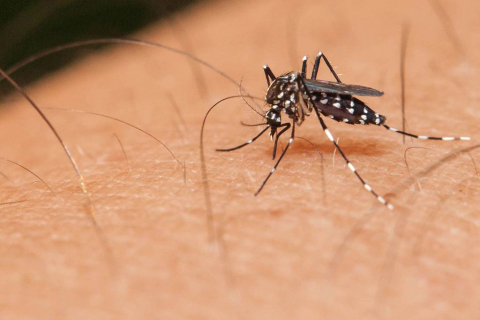 Mosquito Dengue
