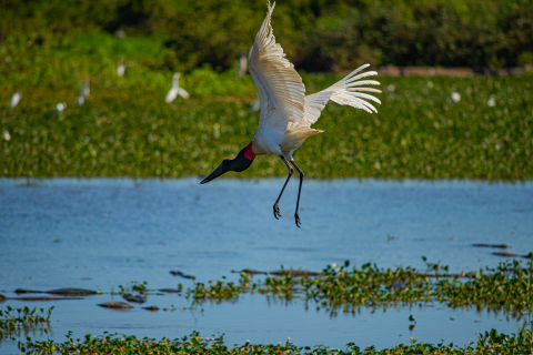 Tuiui&uacute; no Pantanal