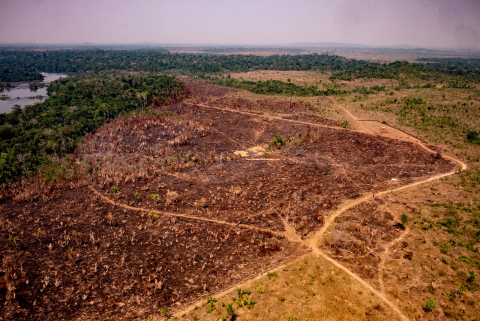 Desmatamento MT.jpg