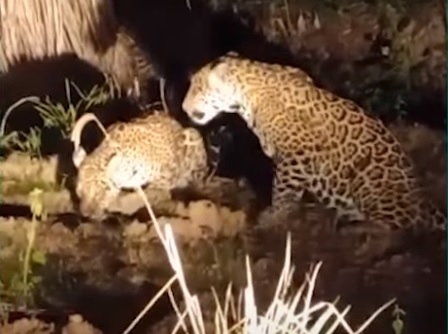 on&ccedil;a-pintada em usina