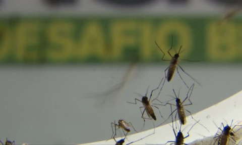 dengue.jpg